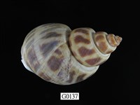 藏品(象牙鳳螺)的圖片